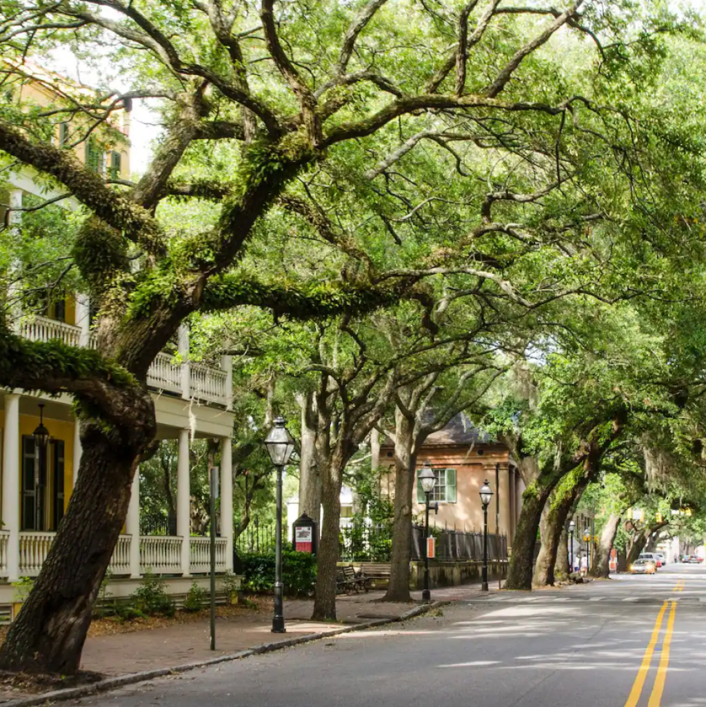 Charleston with Live Oak